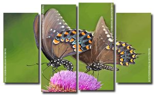 Swallowtail Butterflies 4 Panels Paint By Numbers